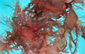 carrageenan