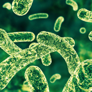 eczema probiotics